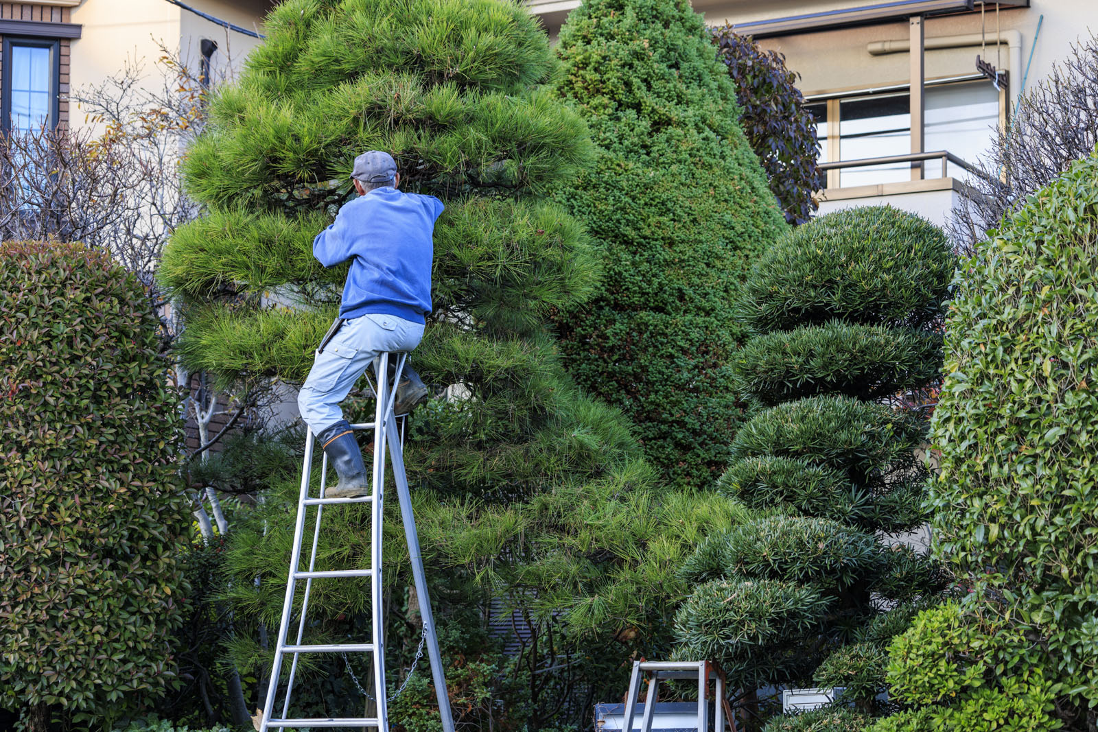 New Leaf Services Apartments Tree Care
