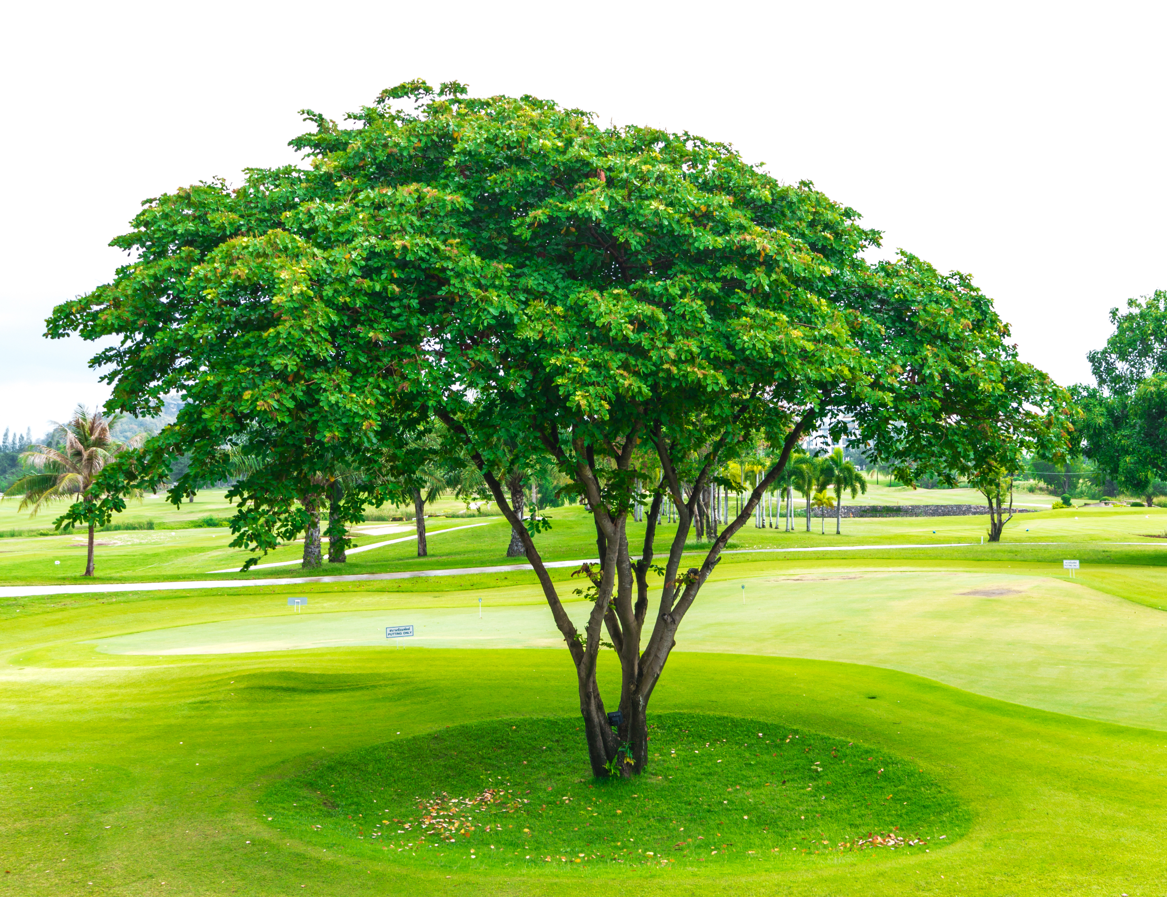 New Leaf Services Golf Course Tree Care