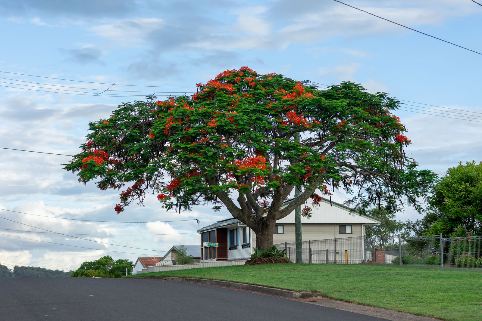 New Leaf Services Real Estate Tree Care