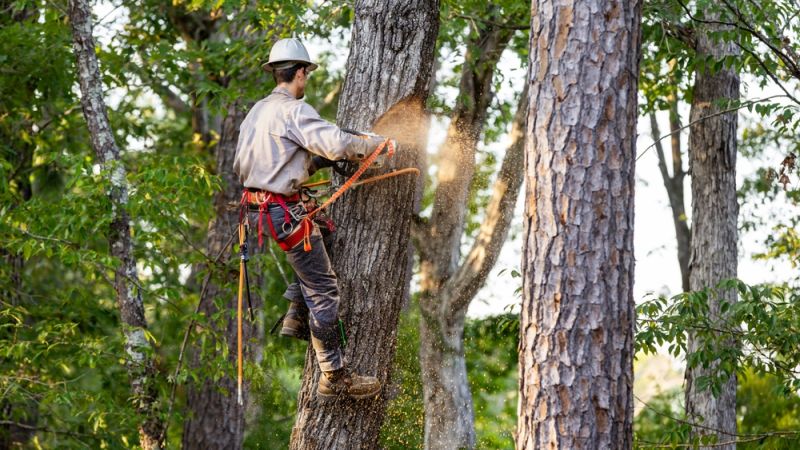 New Leaf Services Multifamily Tree Care Landscaping